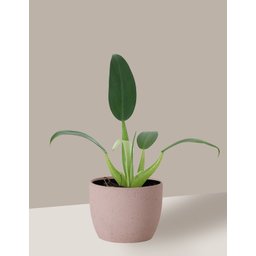 Vaso Cachepô de Cerâmica para Plantas Camurça P - 5