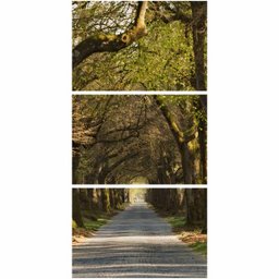 Quadro decorativo Corredor de Árvores Vertical Natureza - 5