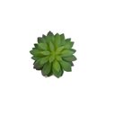 Ver imagem 1 de Rosa de Pedra (10cm) - Verde