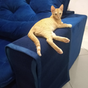 Ver imagem 2 de Arranhador Gato e Protetor de Sofá Azul Marinho