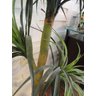 Planta Artificial YUCCA PATA DE ELEFANTE 1,55 metros de altura - 4