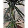Planta Artificial YUCCA PATA DE ELEFANTE 1,55 metros de altura - 3