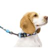 Coleira Para Cachorro Pet Xablue Zooz Pets 36cm PP - 4