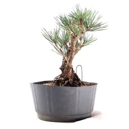 Pré Bonsai Pinheiro Negro 12 Anos - 4