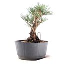 Ver imagem 4 de Pré Bonsai Pinheiro Negro 12 Anos