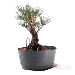 Pré Bonsai Pinheiro Negro 12 Anos - 2