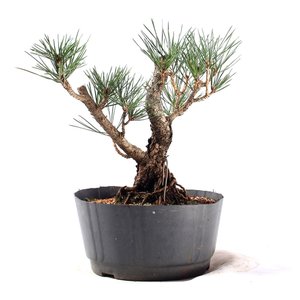 Pré Bonsai Pinheiro Negro 12 Anos