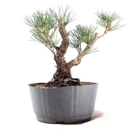 Pré Bonsai Pinheiro Negro 12 Anos - 3