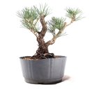 Ver imagem 3 de Pré Bonsai Pinheiro Negro 12 Anos
