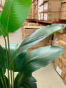 Ver imagem 3 de Bananeira Planta Artificial Permanente Real Toque 1.60m, Planta Decorativa para Casa e Eventos.