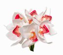 Ver imagem 2 de Buque Orquidea Cymbidium - Mix Rose 31cm