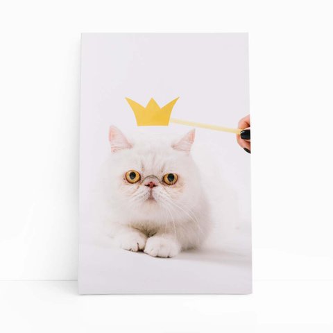 Gato Peludo Branco Coroa Pets Animais Quadro Canvas 140x90cm