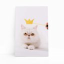 Ver imagem 1 de Gato Peludo Branco Coroa Pets Animais Quadro Canvas 140x90cm