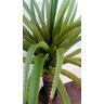 Planta Artificial SISAL GRANDE 1,35 metros de altura - 3