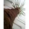 Planta Artificial SISAL GRANDE 1,35 metros de altura - 2