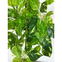 Ver imagem 3 de Planta Pendente Artificial Jiboia 50cm Vaso Cerâmica Preto
