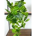 Ver imagem 2 de Planta Pendente Artificial Jiboia 50cm Vaso Cerâmica Preto