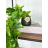 Planta Pendente Artificial Jiboia 50cm Vaso Cerâmica Preto - 4