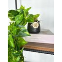 Ver imagem 4 de Planta Pendente Artificial Jiboia 50cm Vaso Cerâmica Preto