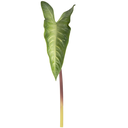 Ver imagem 1 de Folhagem Alocasia Toque Real Artificial 60cm