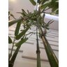 Planta Artificial Árvore BAMBU CHINÊS 4 Hastes 1,50 metros de altura - 2