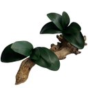 Ver imagem 4 de Folhas de Orquídeas Artificiais para Arranjos Quantidade:15