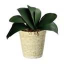 Ver imagem 2 de Folhas de Orquídeas Artificiais para Arranjos Quantidade:12