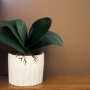 Ver imagem 3 de Folhas de Orquídeas Artificiais para Arranjos Quantidade:12