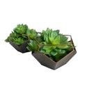 Ver imagem 1 de Suculentas Artificiais Echeveria Quantidade:3