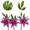 Ver imagem 1 de Flores Artificiais Kit com 6 Galhos de Lirio Decora Flores Artificiais - Decora Flores Artificiais
