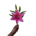 Ver imagem 6 de Flores Artificiais Kit com 6 Galhos de Lirio Decora Flores Artificiais - Decora Flores Artificiais