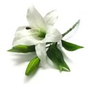 Ver imagem 1 de Flores Artificiais Kit com 20 Galhos de Lirio Decora Flores Artificiais