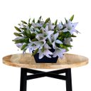 Ver imagem 4 de Flores Artificiais Kit com 12 Galhos de Lirio Decora Flores Artificiais