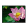 Quadro Decorativo 20x30 cm Flor de Lotus - 1
