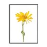 Quadro Decorativo 20x30cm Flor de Arnica - 1