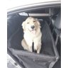 Kit Capa Pet para Bancos de Carros - Cinto e Peitoral - 1