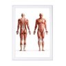 Quadro poster moldura corpo humano anatomia 24x33cm brc3960 - 1