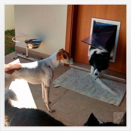 Porta Cães e Gatos Portinha Aluminio Buddy Toys - Grande - 4