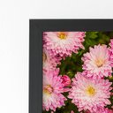Ver imagem 2 de Quadro Crisântemo Rosa Flores Foto Moldura Preta 60x40cm