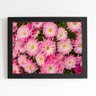 Quadro Crisântemo Rosa Flores Foto Moldura Preta 60x40cm - 1