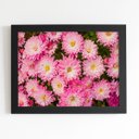 Ver imagem 1 de Quadro Crisântemo Rosa Flores Foto Moldura Preta 60x40cm