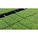 Ver imagem 3 de Bandeja 15 Celulas Alta - Kit Com 5 Unidades - Mudas