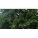 Ver imagem 3 de Árvore de Natal Pinheiro 2,40 M 240 Cm 1633 Galhos Gigante