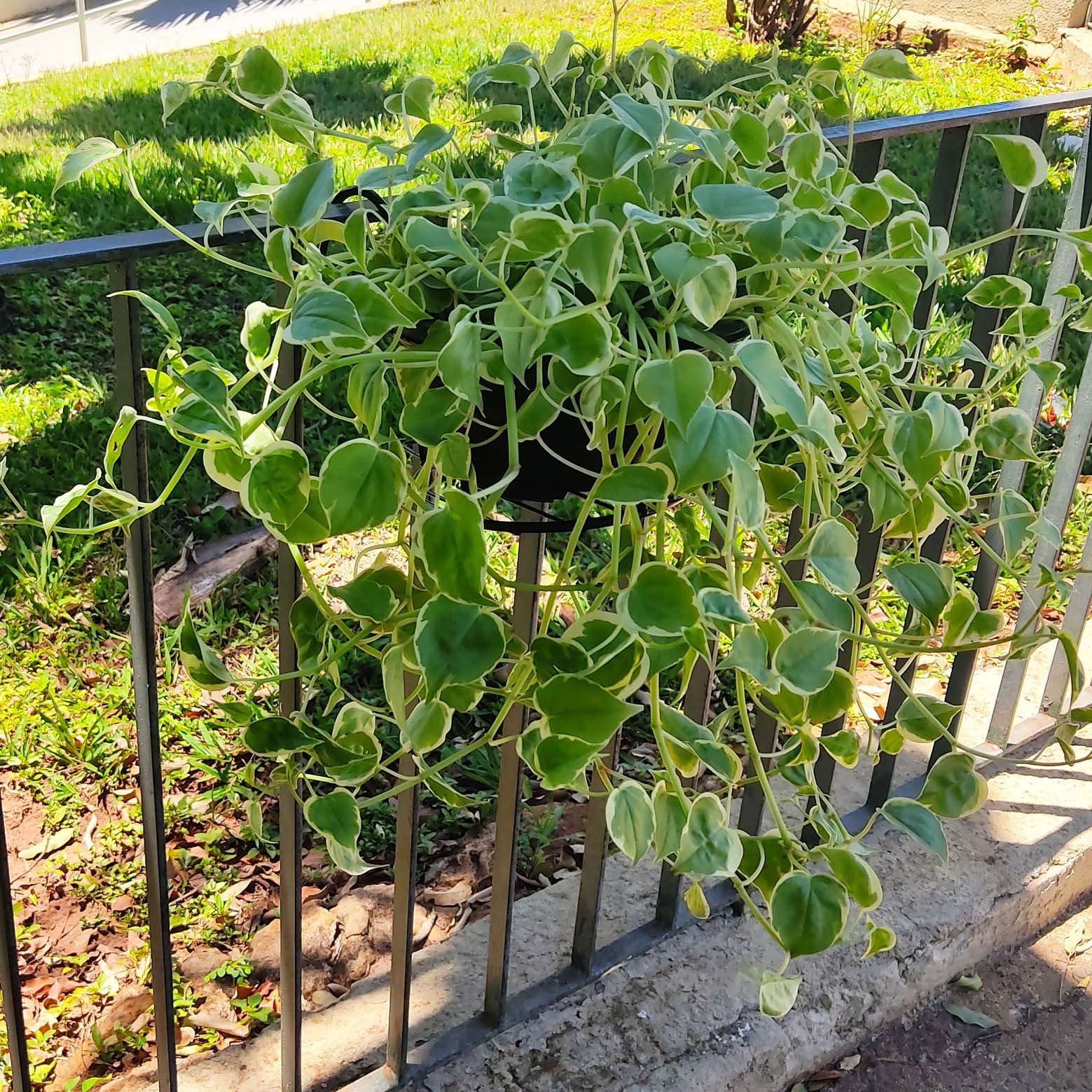 Suporte para Vasos De Plantas e Flores Suspenso de Ferro - 5