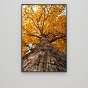 Ver imagem 6 de Quadro Decorativo Árvore de Baixo de Ipê Amarelo Sala Quarto Casa Escritório