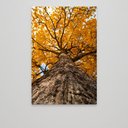 Ver mais imagens de Quadro Decorativo Árvore de Baixo de Ipê Amarelo Sala Quarto Casa Escritório