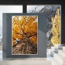 Ver imagem 1 de Quadro Decorativo Árvore de Baixo de Ipê Amarelo Sala Quarto Casa Escritório
