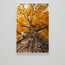 Ver imagem 4 de Quadro Decorativo Árvore de Baixo de Ipê Amarelo Sala Quarto Casa Escritório