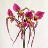 Orquidea Sapatinho Venus Planta Artificial Permanente 80cm - 3