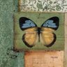 Quadro Tela Decorativa Inseto Borboleta Azul e Amarela 30x30cm - 1